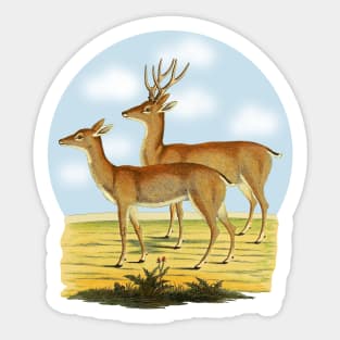 Deers  Illustration Sticker